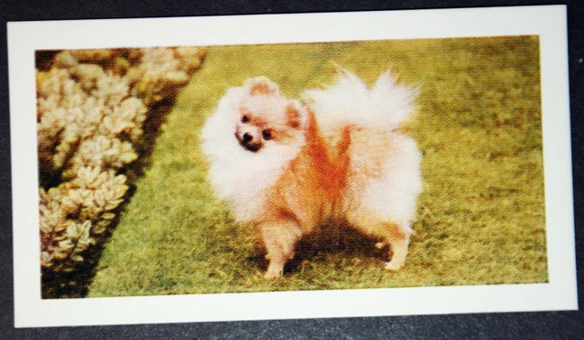 POMERANIAN  Vintage 1960's Photo Card  QC24M