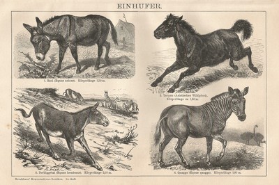 1901 Vintage Engraving Xylographie Vintage Aigle B0074 Types De Aigle 