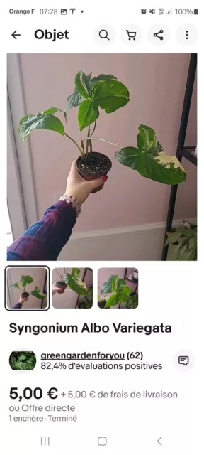 Lot Syngonium