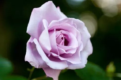 Bush Shrub Rose Blue Moon Mauve Fragrant Flowers 2 Lt Potted Garden Shrub