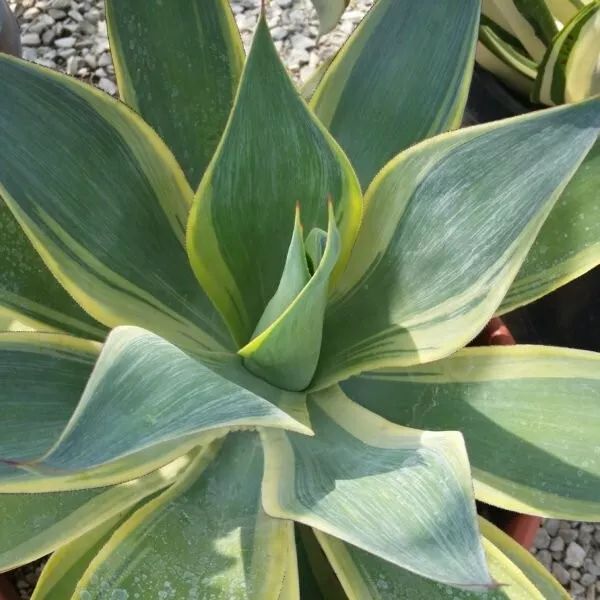 Agave 'Blue Flame Variegated'