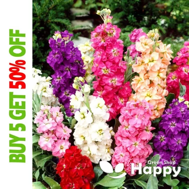 DWARF STOCK BROMPTON WINTER MIX - 300 SEEDS - Matthiola Incana - BIENNIAL FLOWER