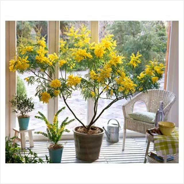 Acacia Dealbata Tree Shrub 100 Seeds, Silver Wattle Mimosa Fragrant Bush