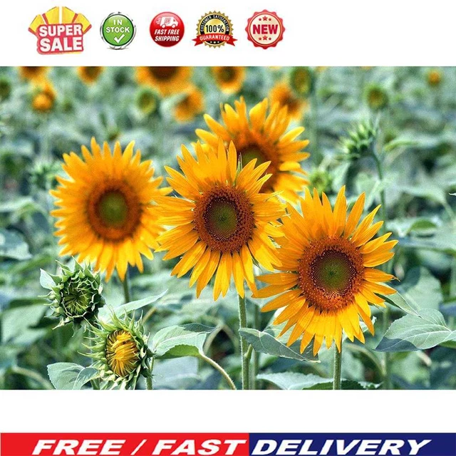 (DB3263) Kits de pintura de diamantes hágalo usted mismo girasol diamante cuadrado artesanía arte (WX62