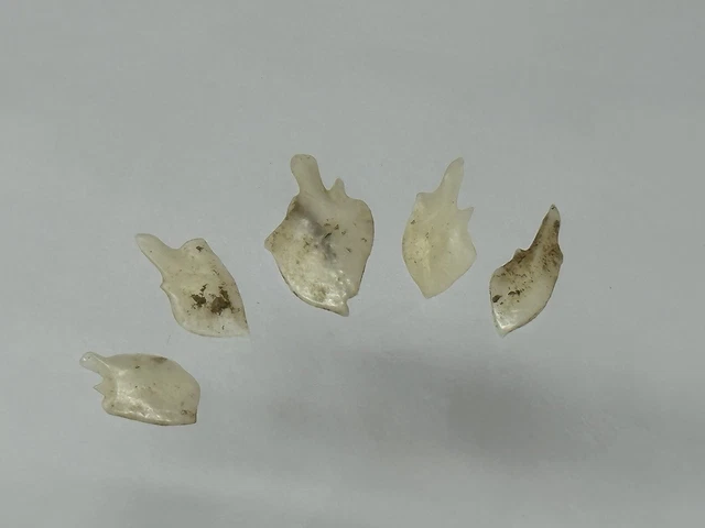Nice Lot Of 5 Gar Scale Arrow Dart Bird Point Arrowheads From Missouri