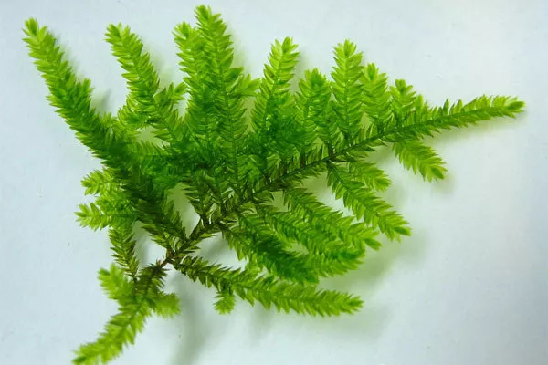 Spiky Moss on Lava Rock Taxiphyllum sp Live Aquarium Plant 2