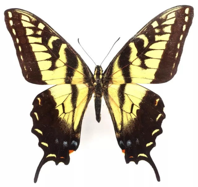 Papilio Alexiares Garcia Male From Tamaulipas, Mexico ++Rare++