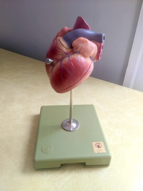 Somso Anatomical Heart Model Educational Medical Biology Germany