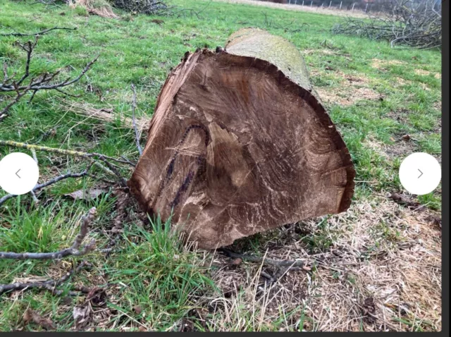 Holzstamm Baumstamm, Walnussstamm Stamm