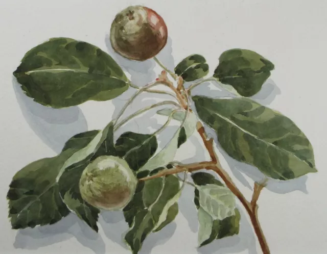 Original Watercolour, 'A Study of Figs', George Godfrey, circa 1960's