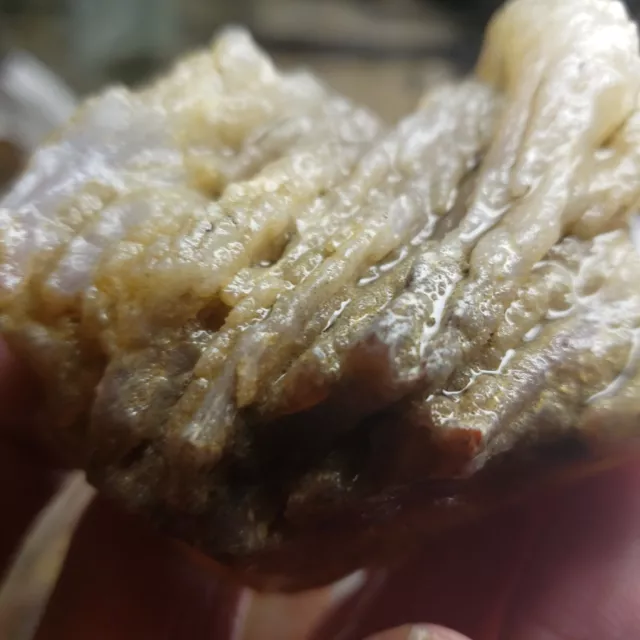 CAREY PLUME AGATE - High Quality ROUGH Beautiful Old Stock From Oregon (130gram)