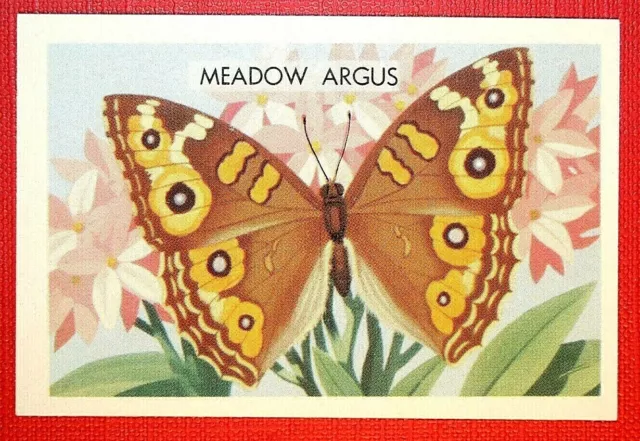 MEADOW ARGUS     BUTTERFLY    Vintage Illustrated Card  CD08