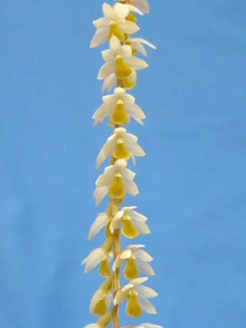 THG Orchid Cool growing Dendrochilum cobbianum on a 34 x 19cm T/Fern Mount A36.