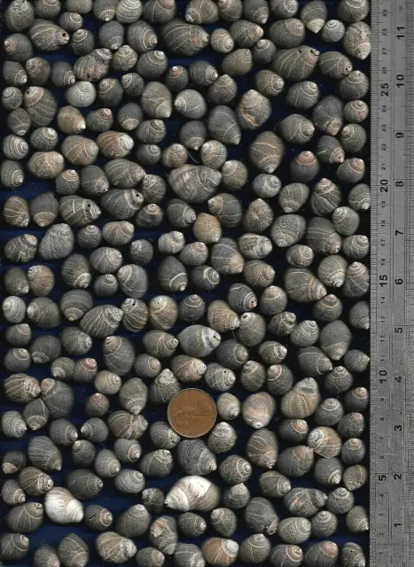 218 UK NORTH SEA very worn Scottish COMMON PERIWINKLE sea shells 365g Ocean Art