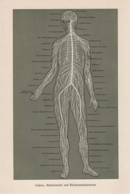 Gehirn Rückenmark und Rückenmarksnerven Mensch Nerven LITHOGRAPHIE von 1911