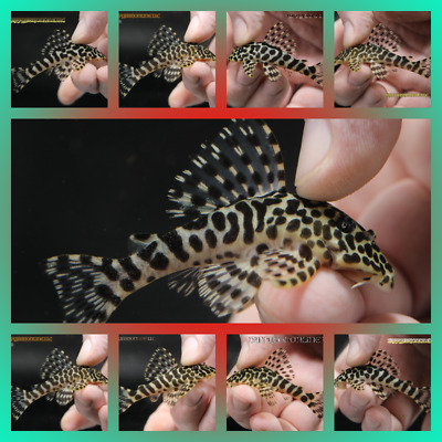L134 Leopard Frog Pleco! Nice Patterns & Color On These Young Adult Males!
