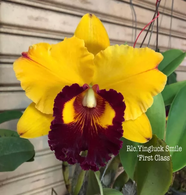 Thailand Duft Orchidee Cattleya Rlc. Yingluck Smile 'First Class'