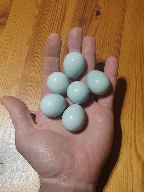 12 PURE CELADON Gene *Blue* Coturnix Japanese Mixed Colour Quail