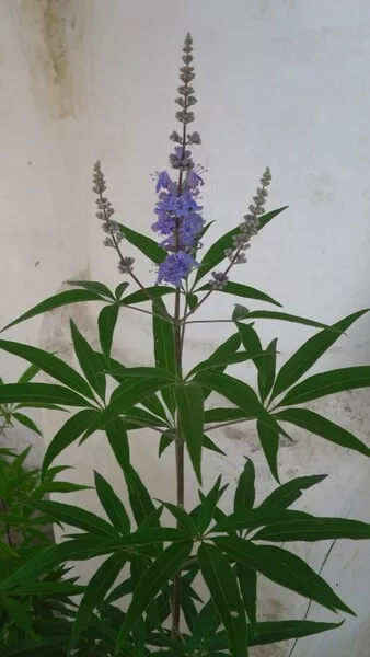 30 Semillas Sauzgatillo (Vitex Agnus Castus) seeds