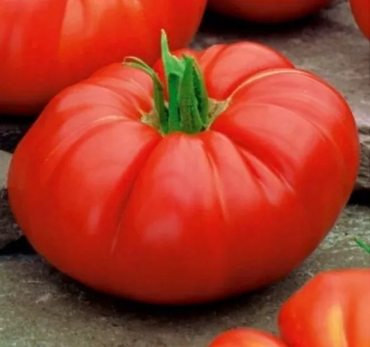 20 Seeds Giant Tomato BRUTUS fruit up to 2 kg