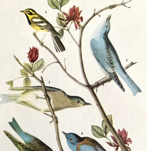 Bluebirds Warbler Bird 1946 Color Art Print John James Audubon Nature DWV2G