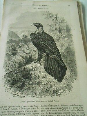 AIGLE Oiseau GRAVURE Boitard CHENUE Roguies XVIII° 