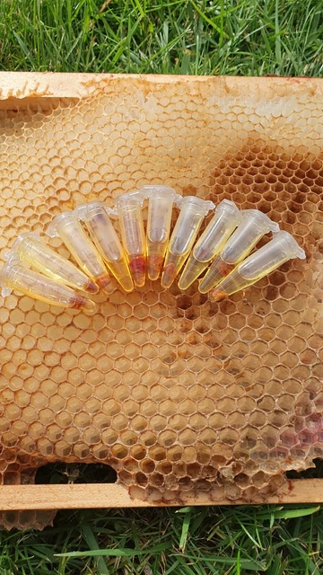 HONEY BEE SWARM hive Trap Attractant Lures Organic Lemongrass Oil