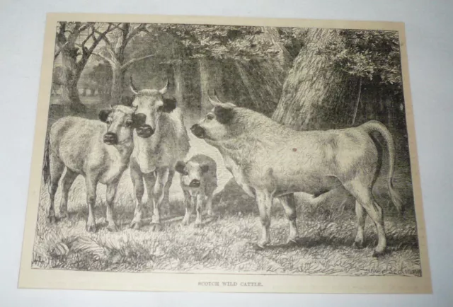 1885 magazine engraving ~ SCOTCH WILD CATTLE