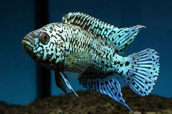 Electric Blue Jack Dempsey Cichlid (Rocio octofasciatum) - Live Freshwater Fish