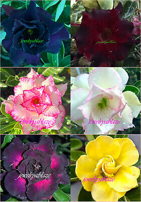 Hermosa Adenium Obesum Rosa del desierto "mixta" 6 plantas 6 tipos!!!