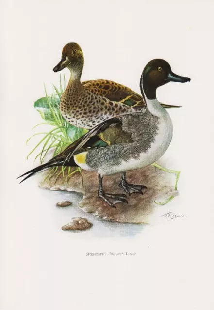 Spießente Anas acuta Schwalben Ente Spitzente  Farbdruck 1958 Ornithologie