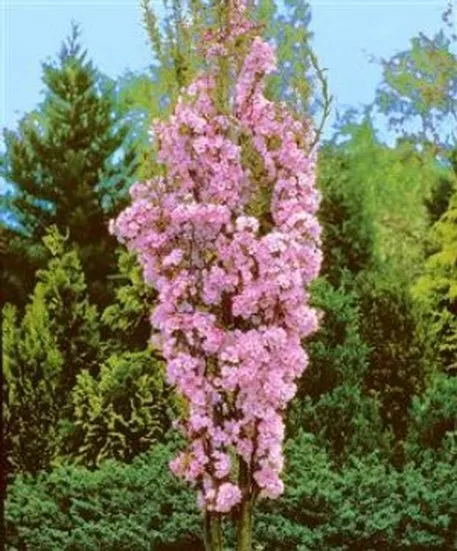 Japanische Säulen - Zierkirsche rosa Blüte  125-150cm C