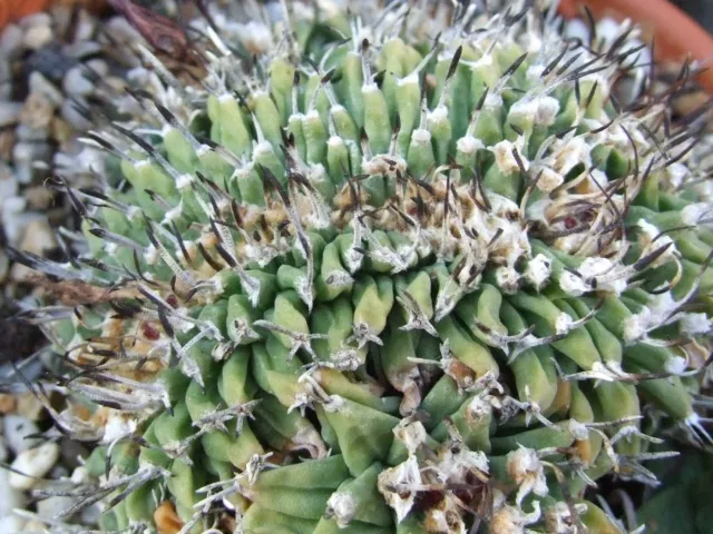 10 Turbinicarpus alonsoi (CRESTED FORM) CREST CRISTATE seeds semi cactus korn