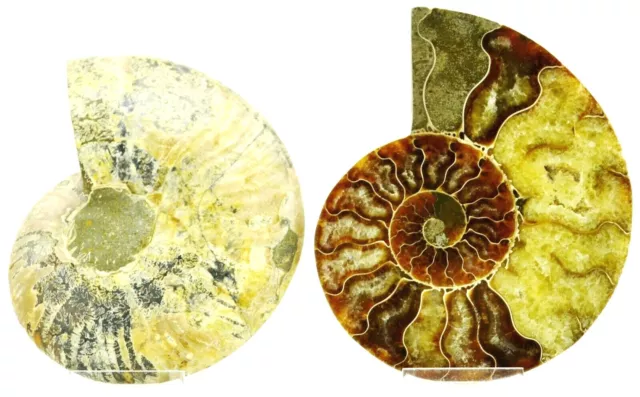 Large Ammonite Pair XL Crystals 110myo Dino age Fossil 134mm 5.3" 110myo e4832uu