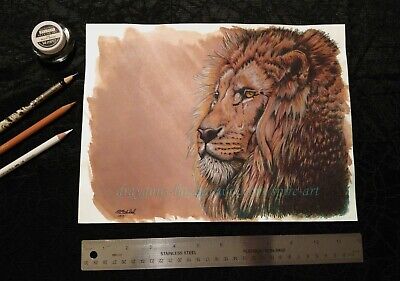 SFA Original Art 9x12" Cat Lion Realism Animal Colored Pencil Painting -SMcNeill 2