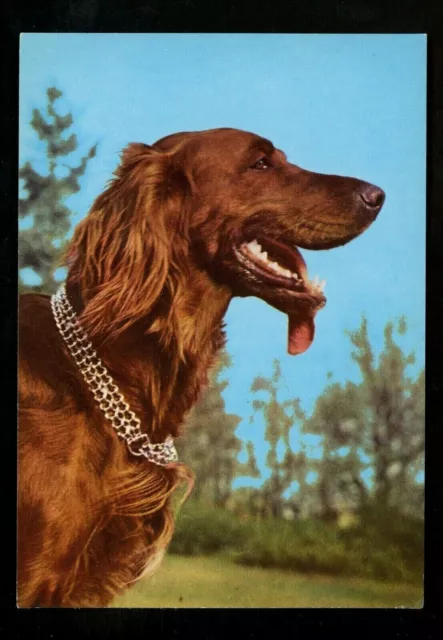 Dog chrome postcard Irish Setter printed Germany