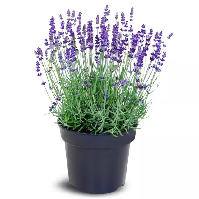 12 x LAVENDEL (Lavandula) Sämling - Winterhart Mehrjährig Staude Duftlavendel