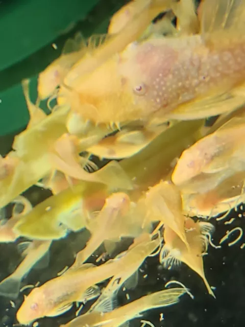 6x Juvenile Albino Bristlenose Pleco - LIVE FRESHWATER TROPICAL FISH