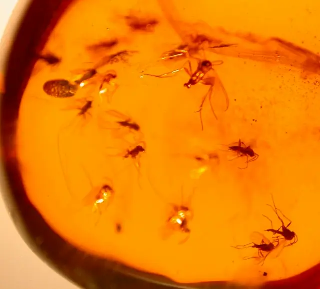 Very RARE Swarm of 25 Mycetophilid Flies in Dominican Amber Fossil Gemstone