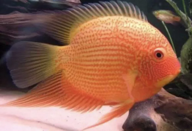 Red Spotted Severum Pack Of 2
