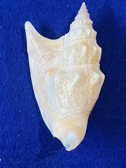 Euprotomus vomer Strombus Sea Shell