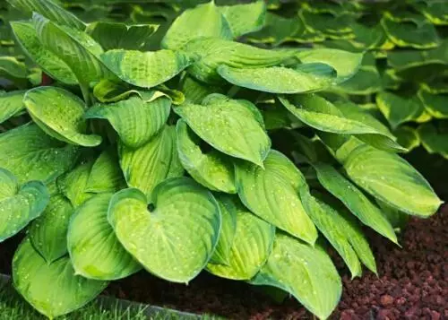 100 Purple Hosta Plant Seeds Hosta plantaginea Garden Flowers Perennials 2