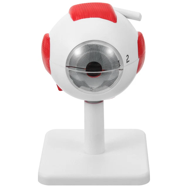 Science Eys Model EYE ANATOMY MODEL 3x Enlarged Eyeball Model Science Education Eye Model ...