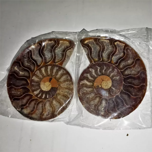 1a Cleoniceras Paar Poliert Ammonit Madagaskar Ammoniten 7cm Fossil Spirale Nr.N