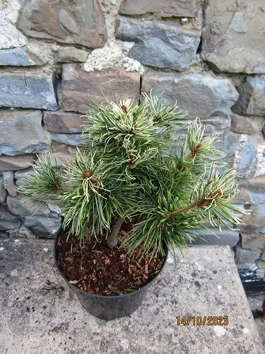 PINUS PARVIFLORA tanima-no-yuki Japanwhite pine 25-30cm 2