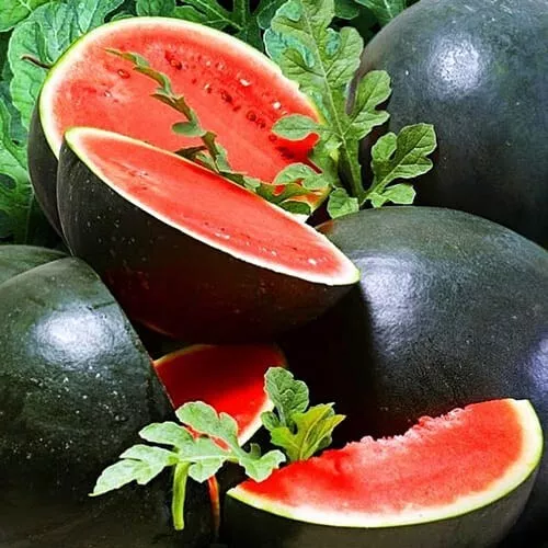 Watermelon Seeds Sugar Flame Ogonek Red Vegetable Fruit Rare Non-GMO Organic