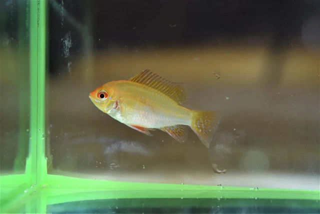 Group of 3 Live Juvenile Gold Ram Cichlid Freshwater Tropical Fish High Quality