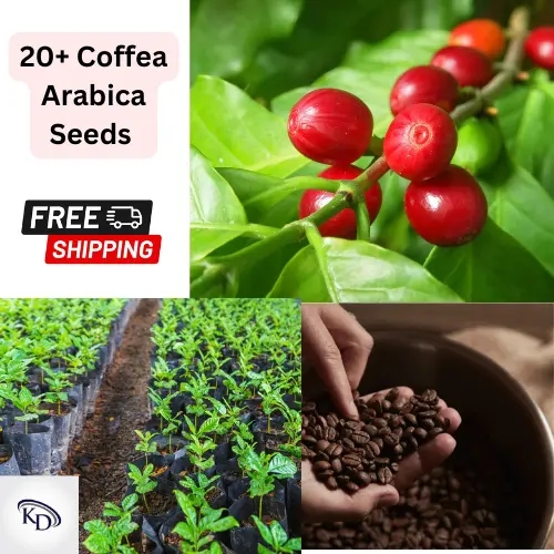 +20 Nana Dwarf Coffea Arabica Seeds Tropical EXOTIC Coffee Bean Inside Plant