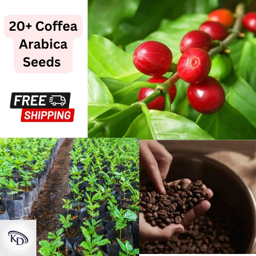+20 Nana Dwarf Coffea Arabica Seeds Tropical EXOTIC Coffee Bean Inside Plant
