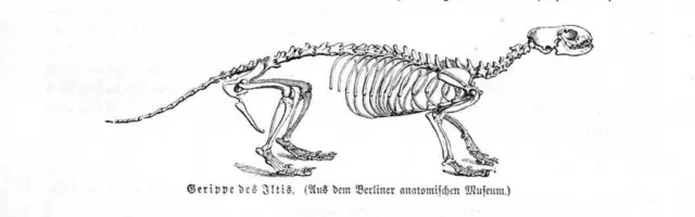 Gerippe Skelett Iltis Waldiltis Frettchen (Mustela putorius) Holzstich von 1891